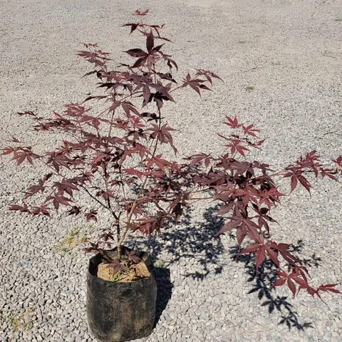 Acer Palmatum Atropurpurea