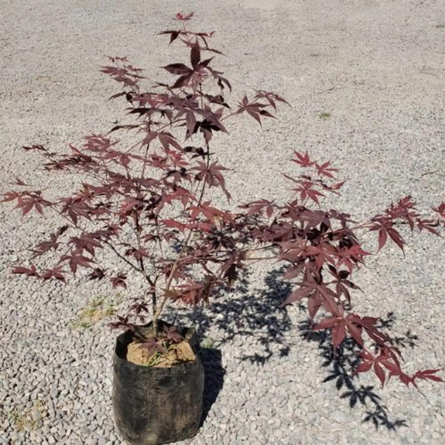 Acer Palmatum Atropurpurea 1
