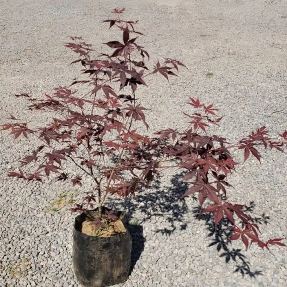 Acer Palmatum Atropurpurea 1