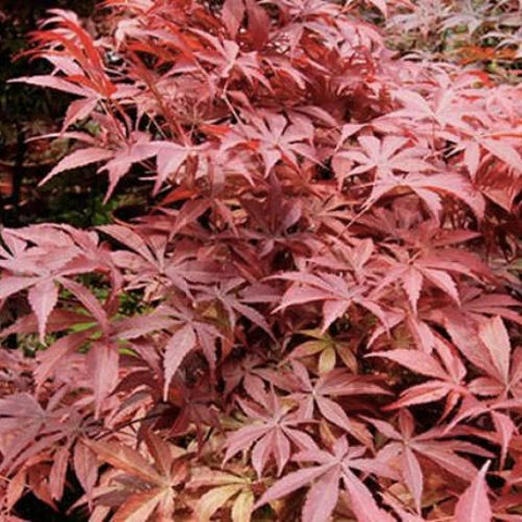 Acer Palmatum Atropurpurea