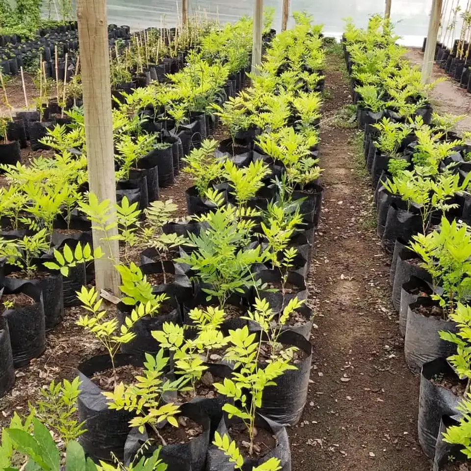 Flor de la pluma 3