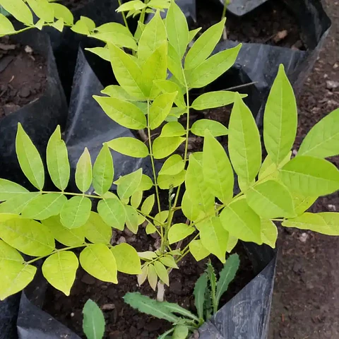 Flor de la pluma