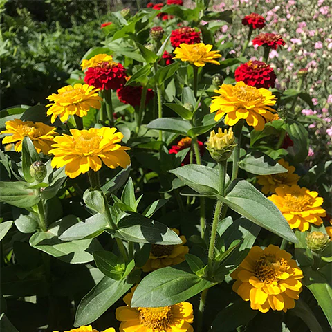 Zinnia Zinnita