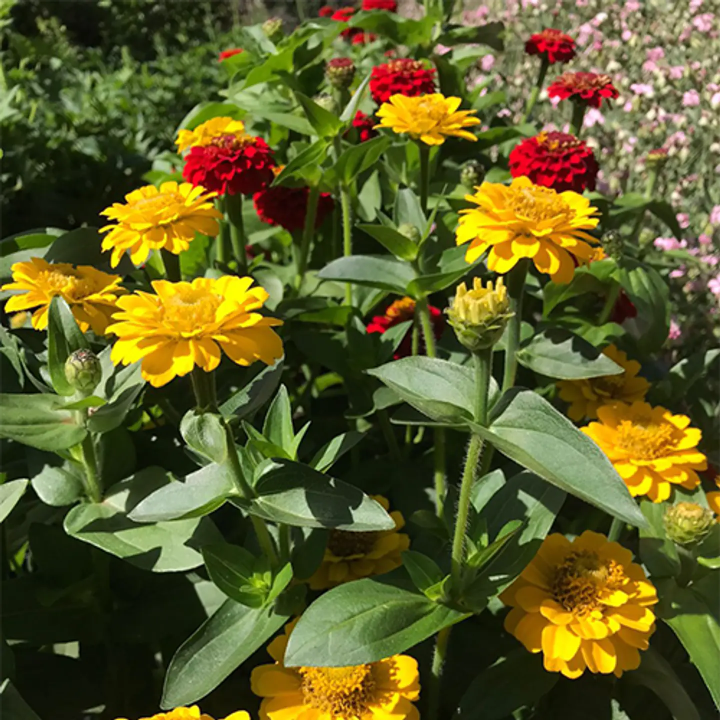 Zinnia Zinnita 1