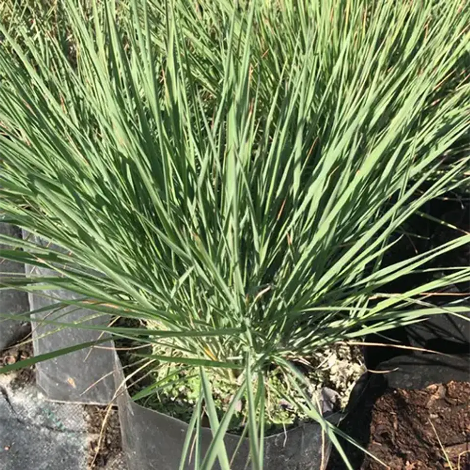 Ruby grass 3