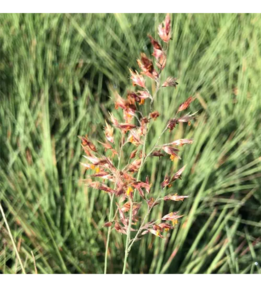 Ruby grass