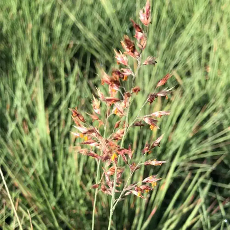 Ruby grass 2