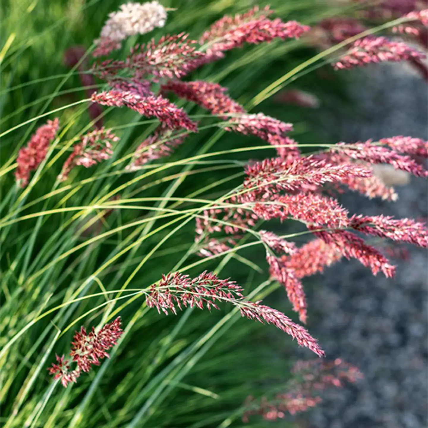 Ruby grass 1