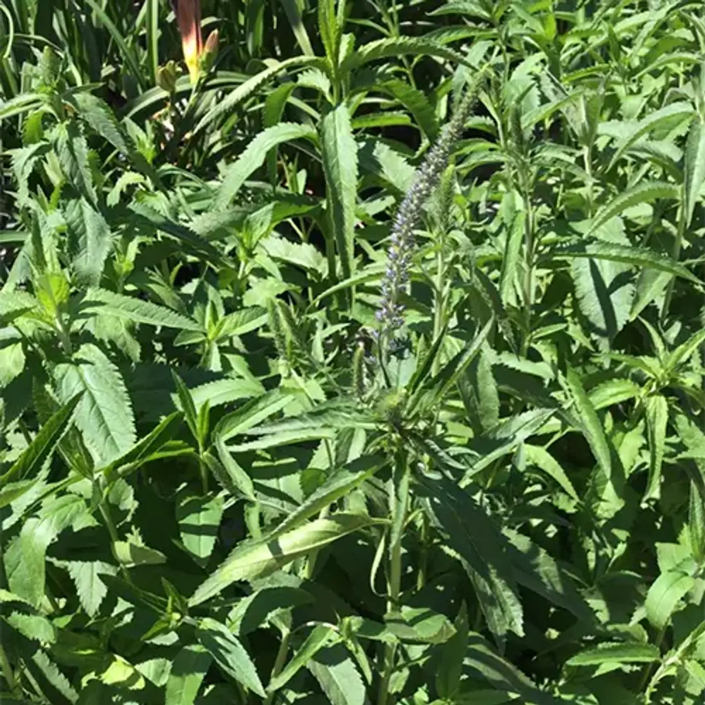 Verónica Spuria 2