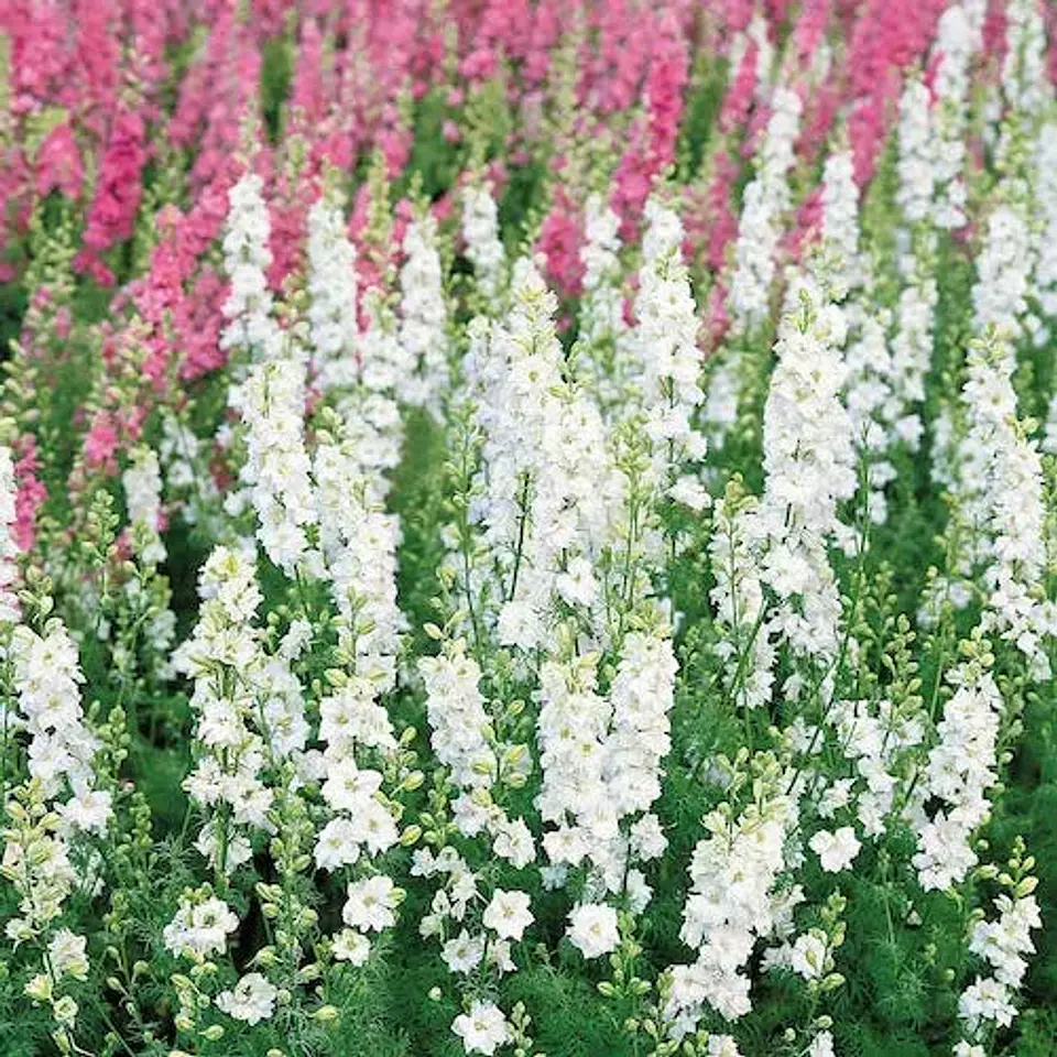 Delphinium 1
