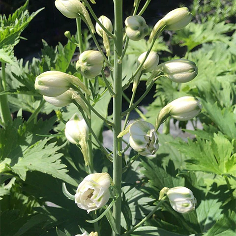 Delphinium