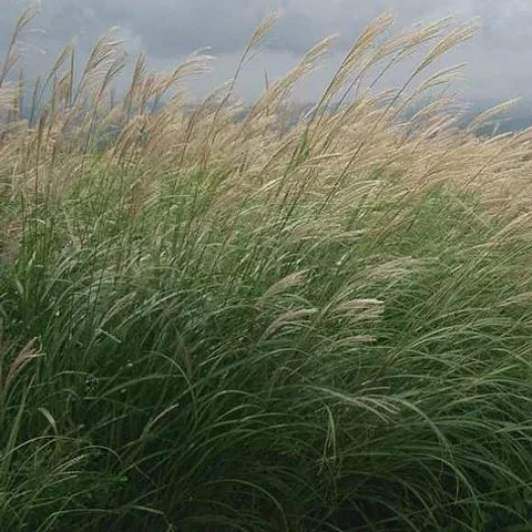 Miscanthus