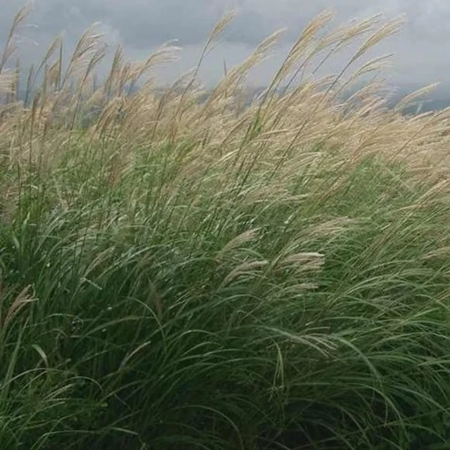 Miscanthus 1