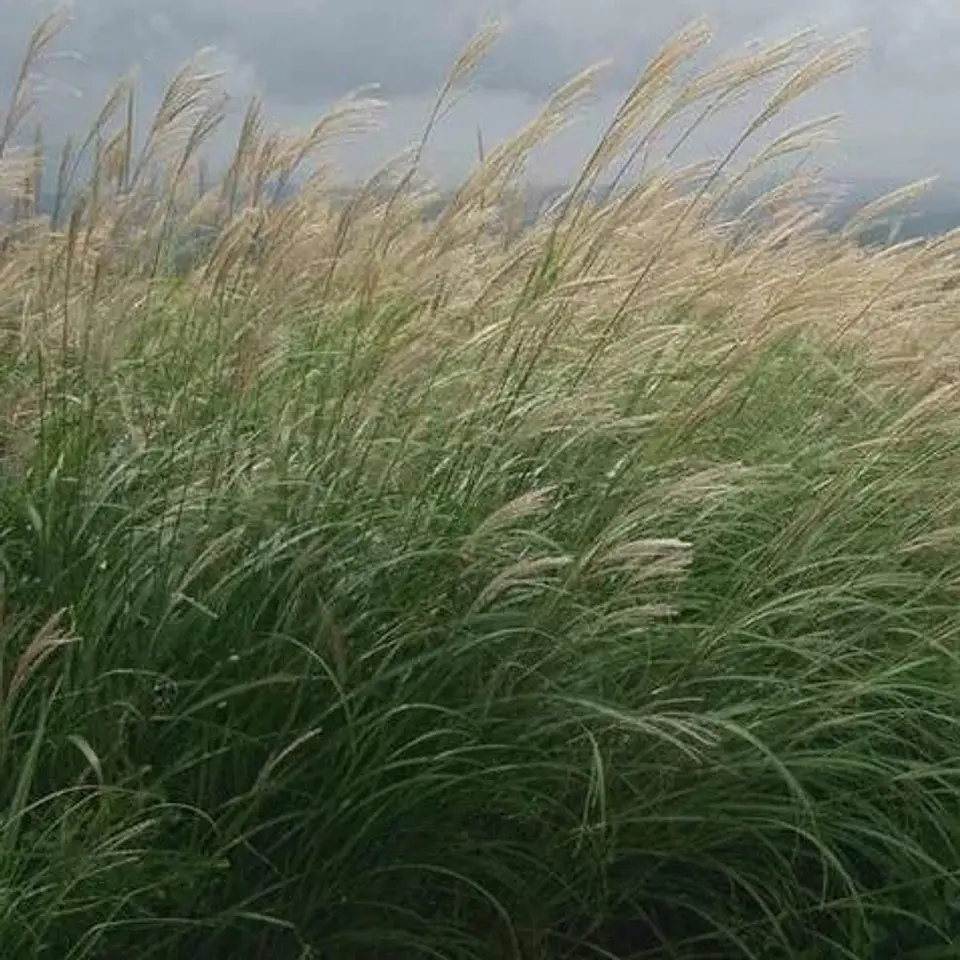 Miscanthus 1
