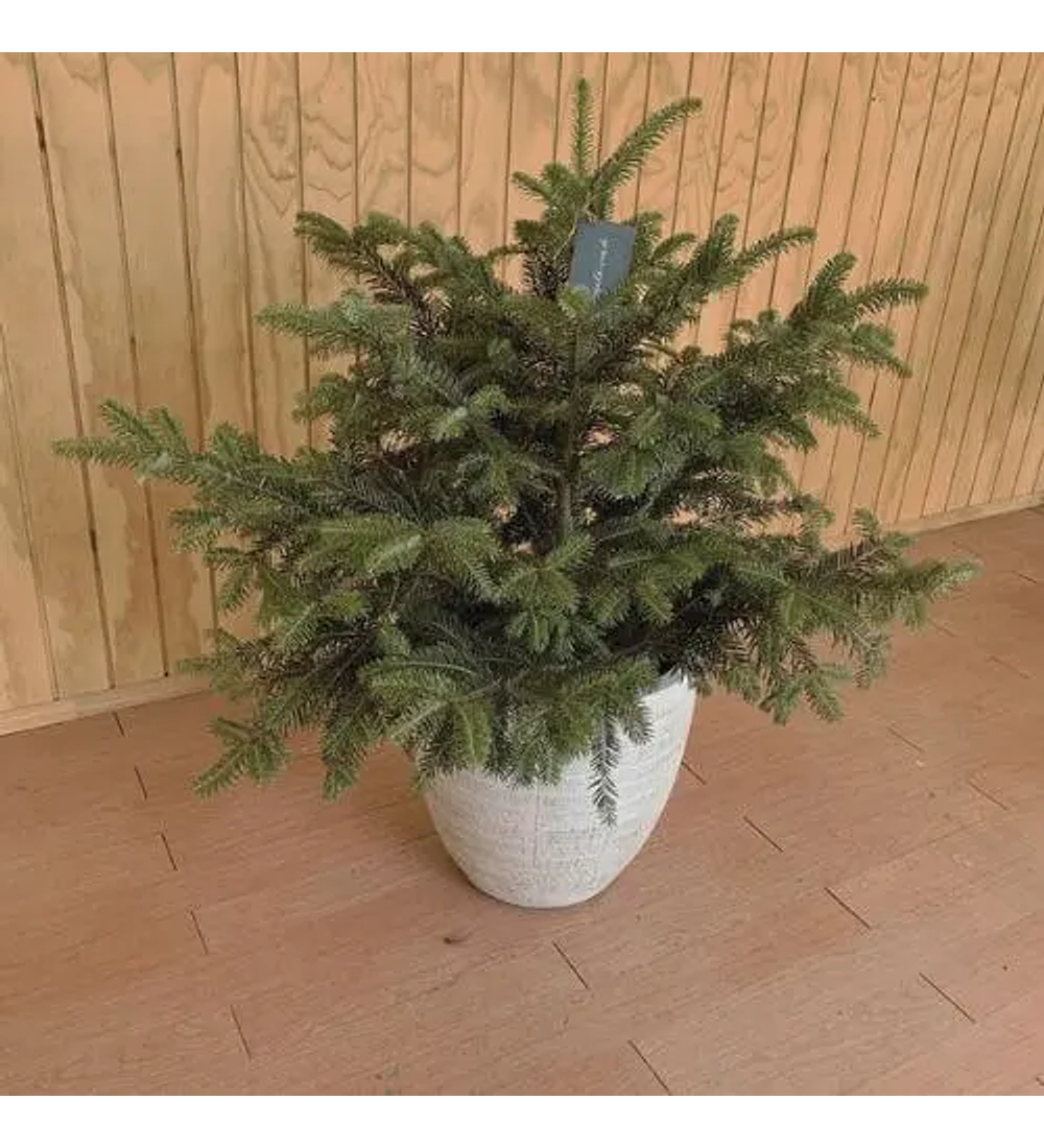 Picea