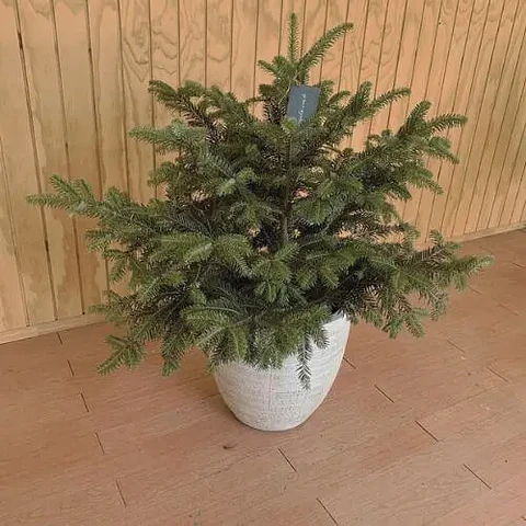 Picea