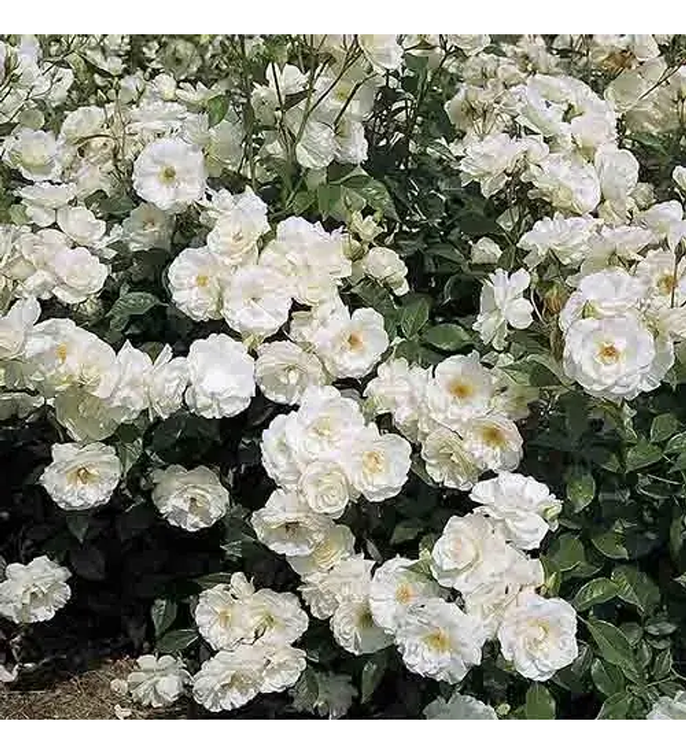 Rosa floribunda iceberg