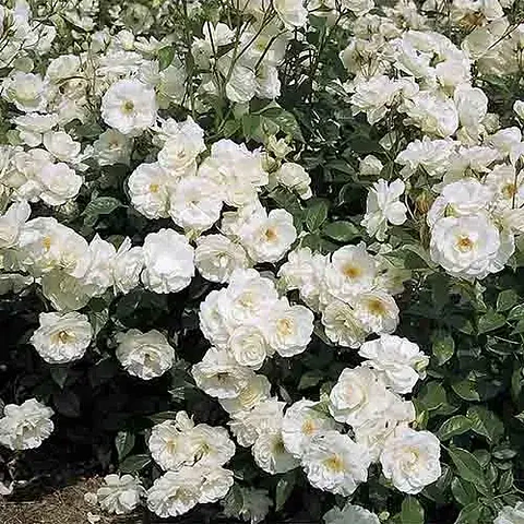 Rosa floribunda iceberg