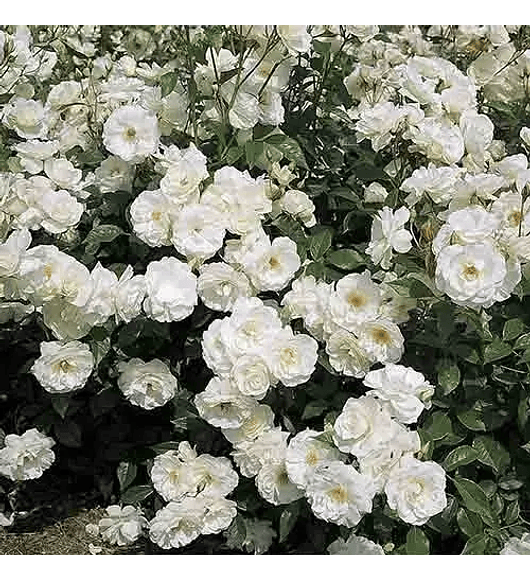 Rosa floribunda iceberg