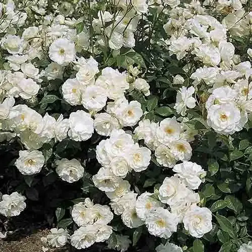 Rosa floribunda iceberg 1