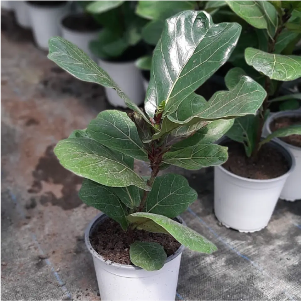 Ficus Lyrata 3