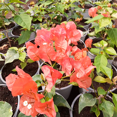 Bugambilea Trepadora