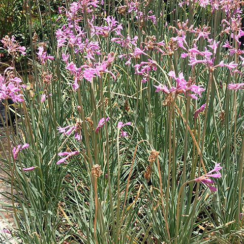 Tulbagia variegada