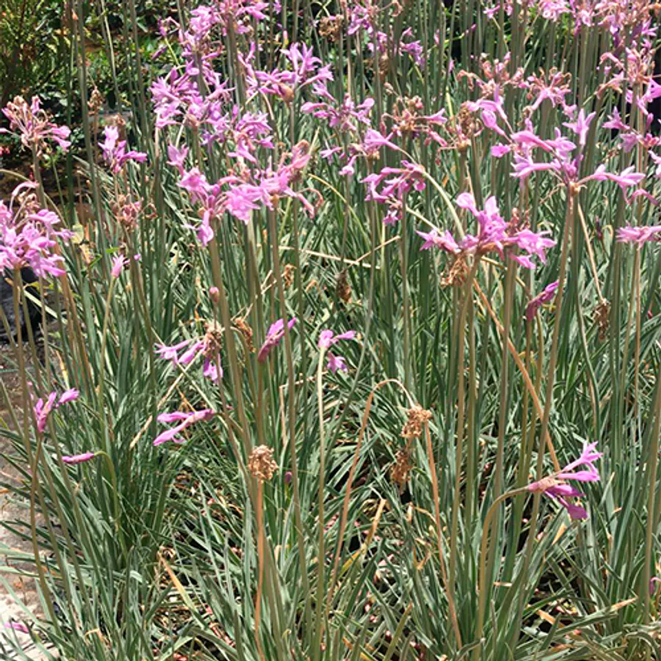 Tulbagia variegada 1