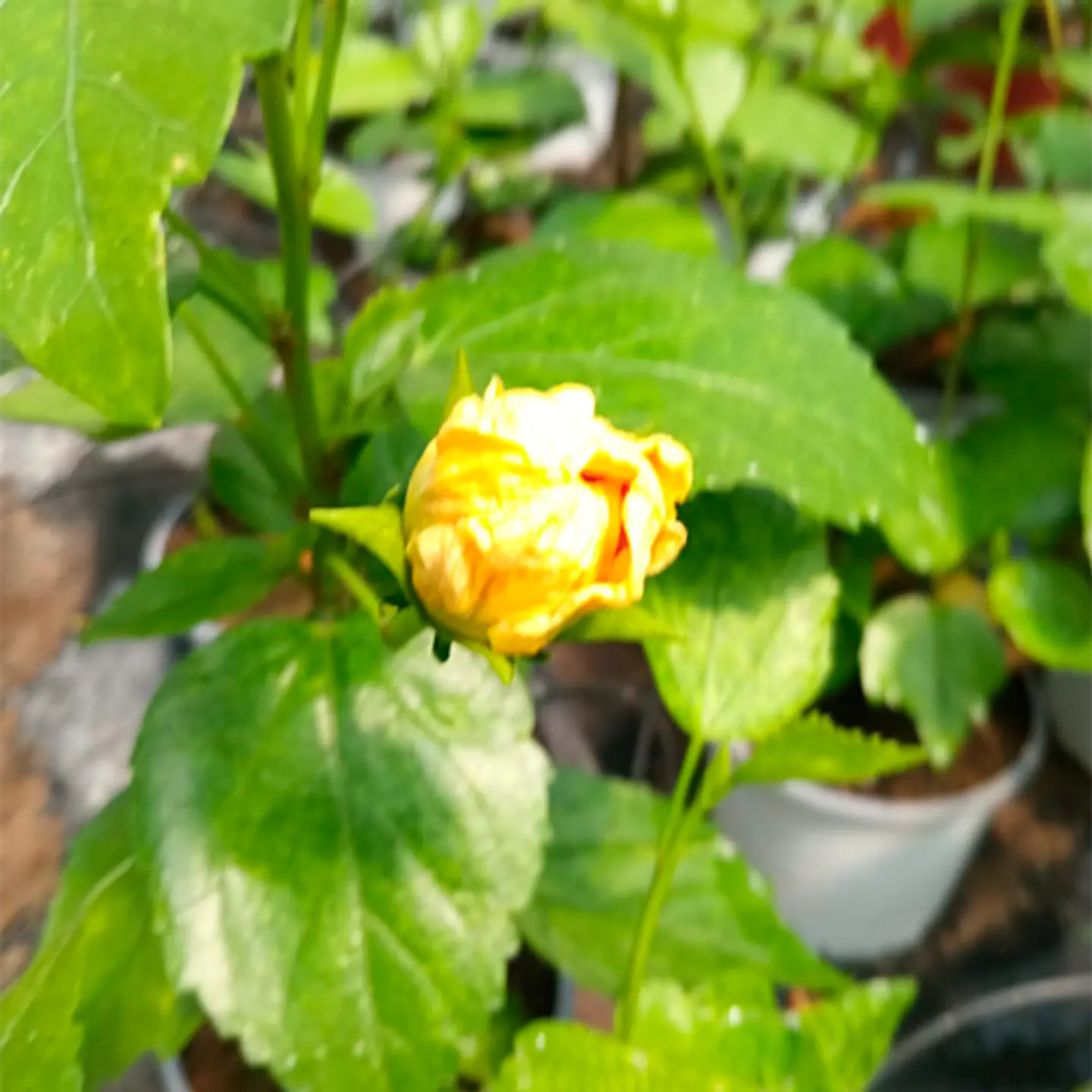 Hibiscus doble 3