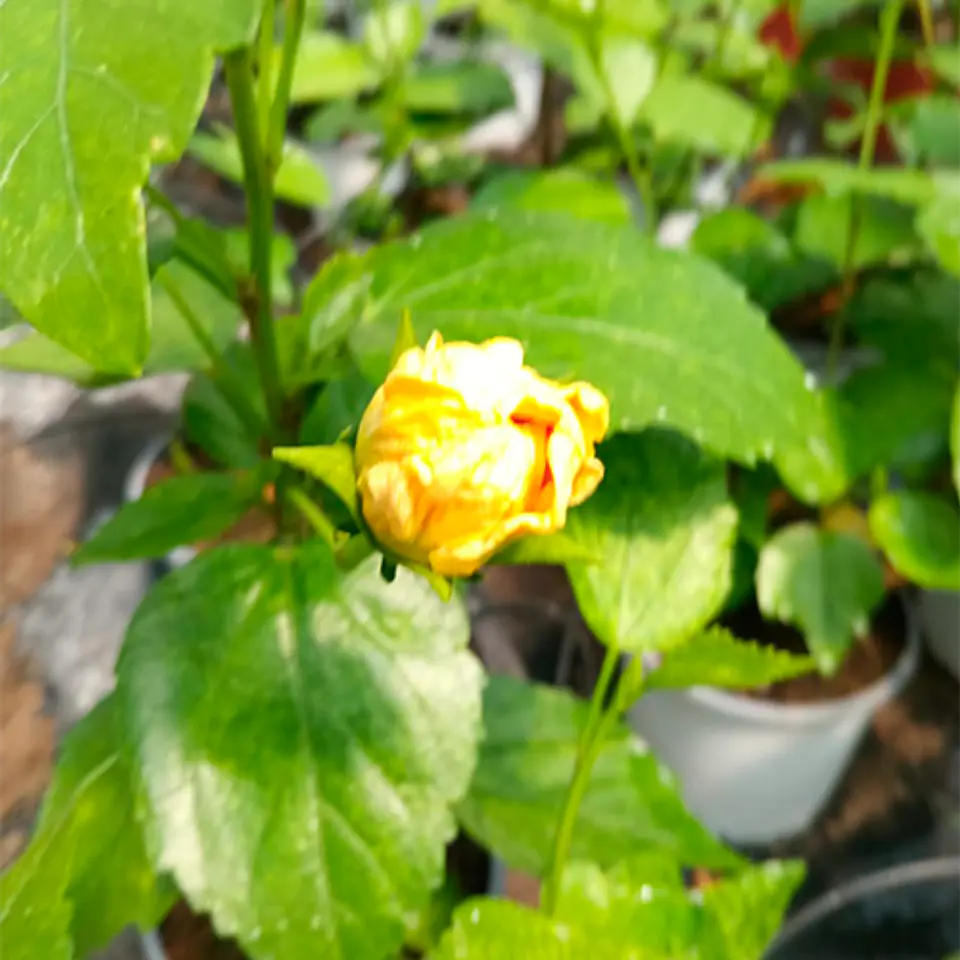 Hibiscus doble 3