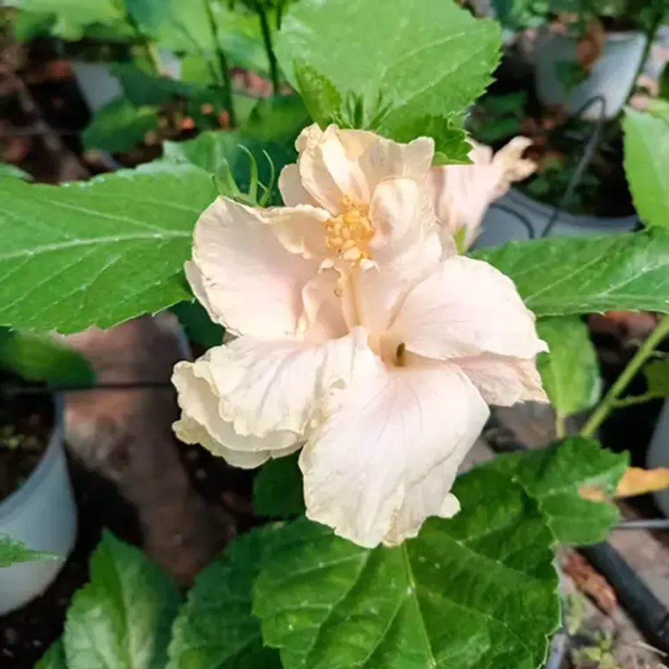 Hibiscus doble 4