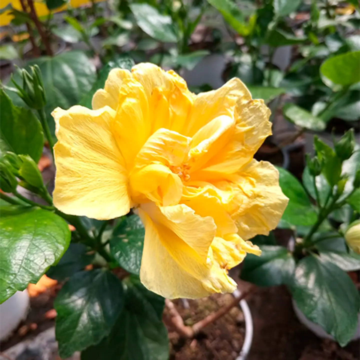 Hibiscus doble 1