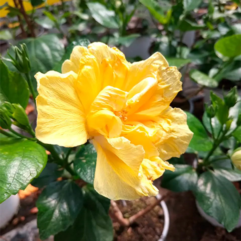 Hibiscus doble 1