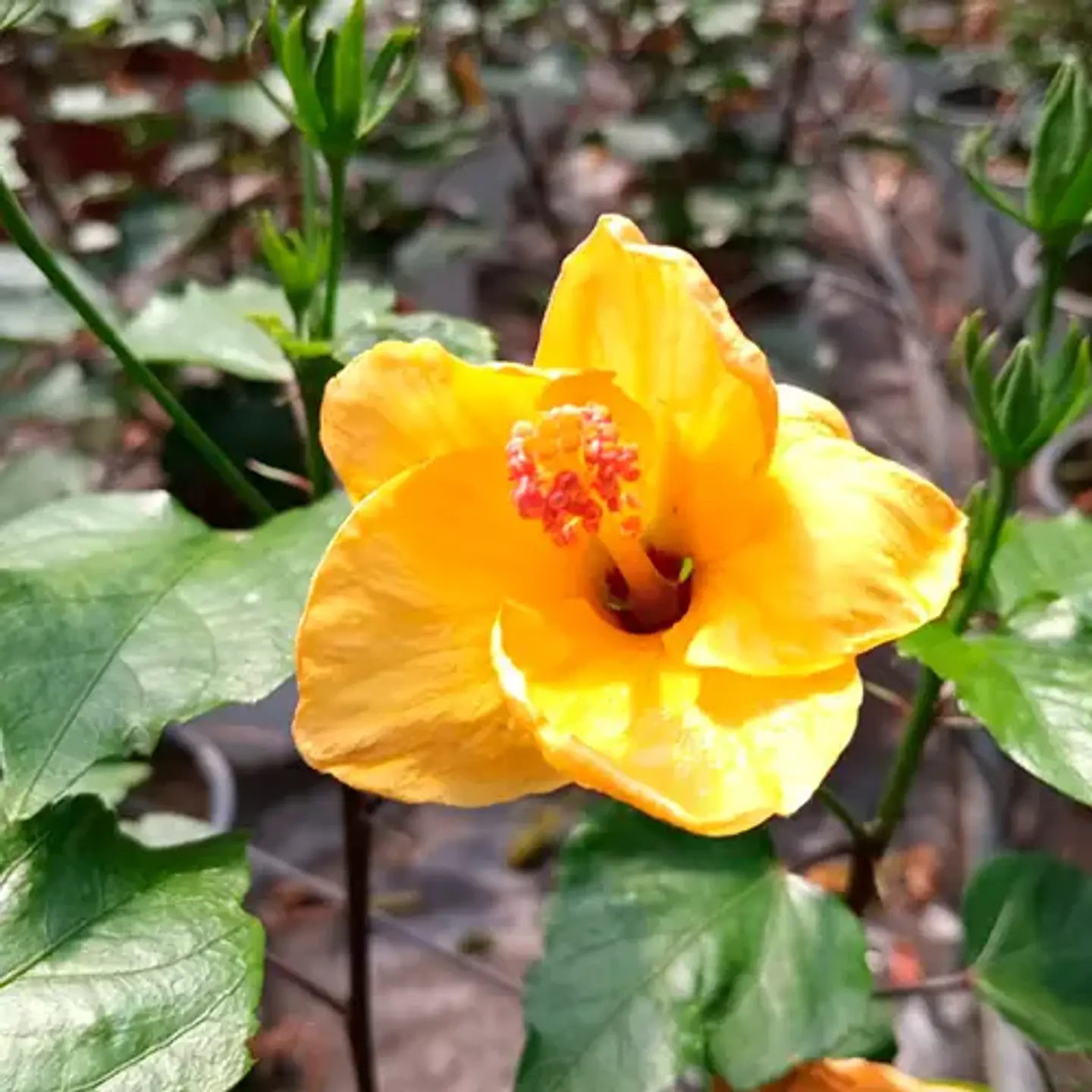 Hibiscus 3