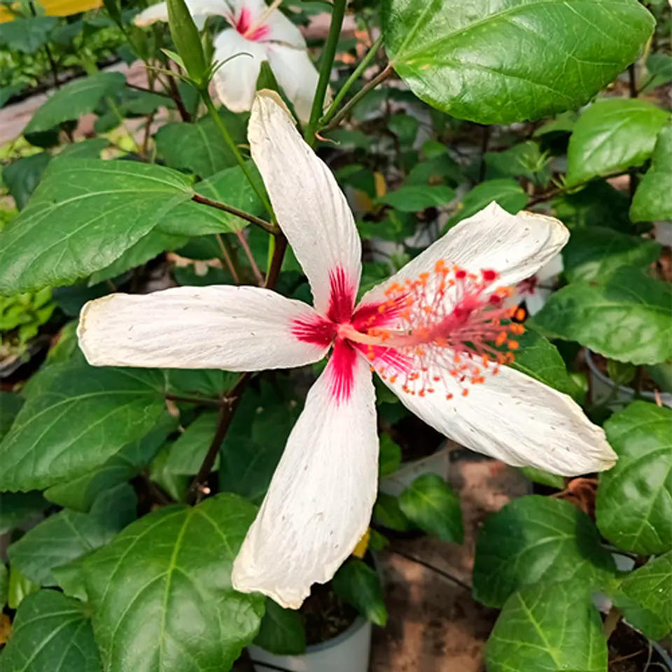 Hibiscus 4