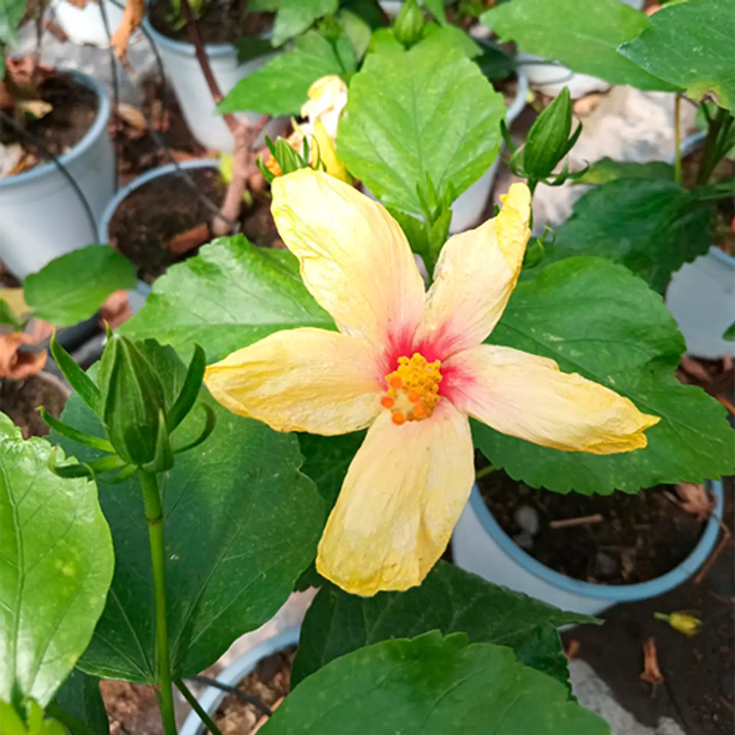 Hibiscus 5