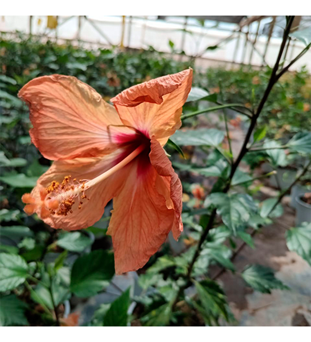 Hibiscus