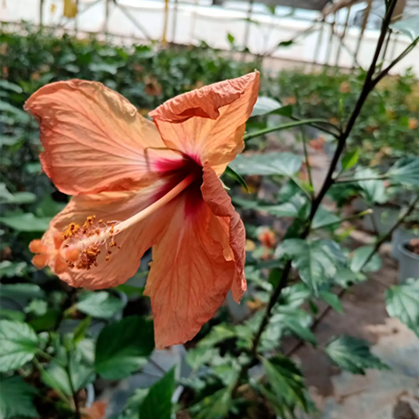 Hibiscus 1