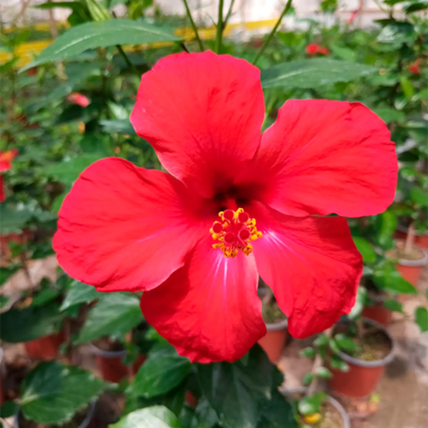 Hibiscus 6