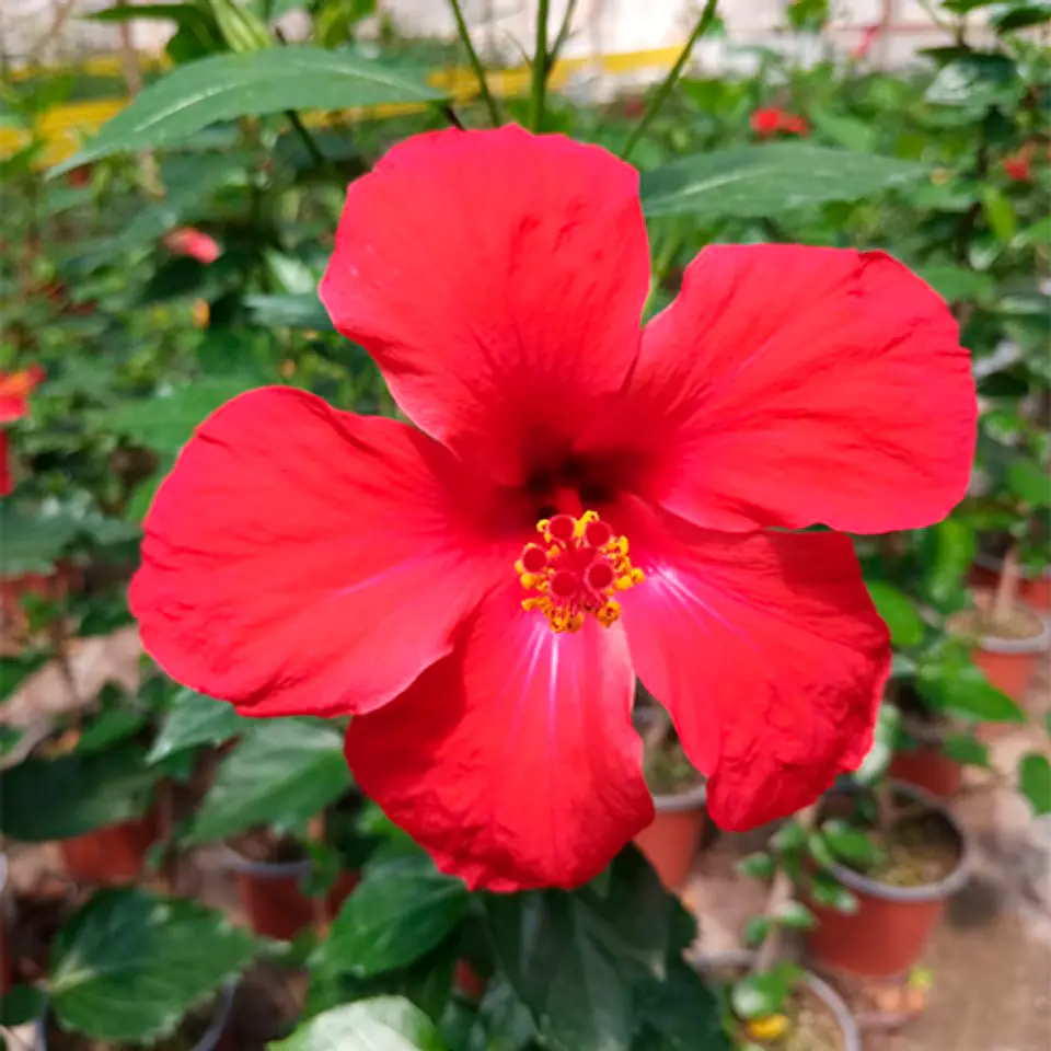 Hibiscus 6
