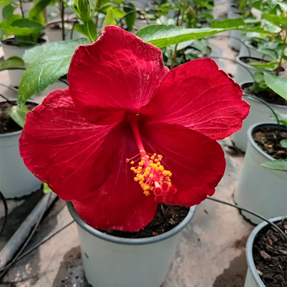 Hibiscus 7