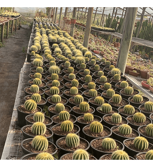 Cactus Grusonii