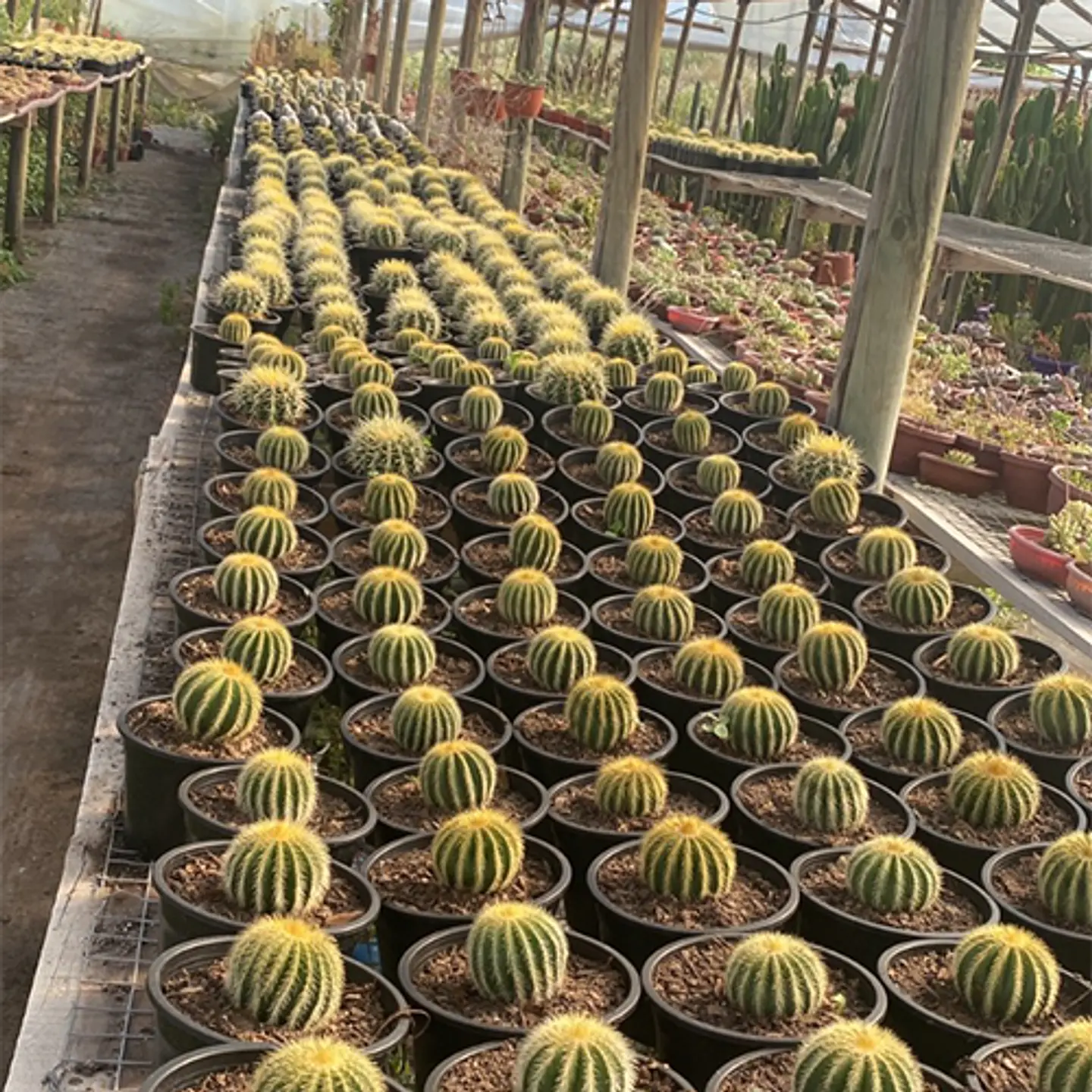 Cactus Grusonii 1