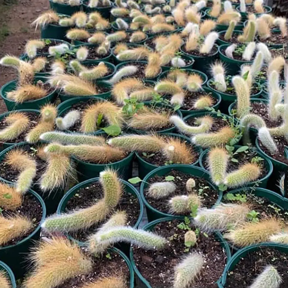Stenocereus eruca 1