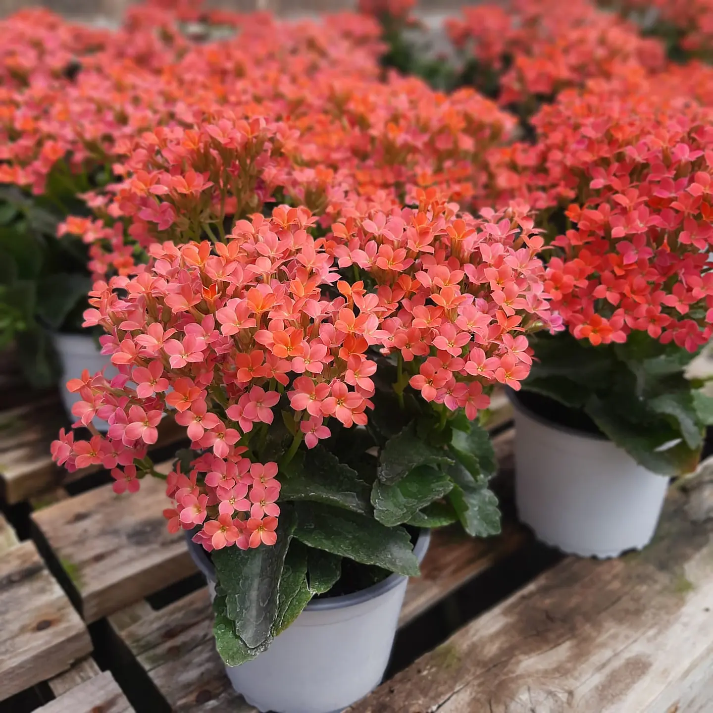 Kalanchoe 1