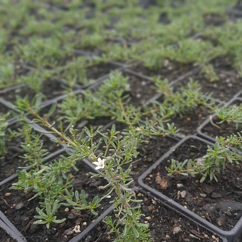 Mioporo Parvifolium (5 unidades)