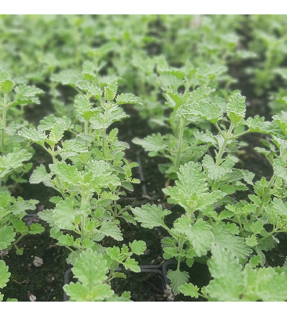 Nepeta Mussini (5 unidades)