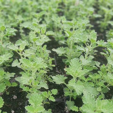 Nepeta Mussinii (5 unidades)