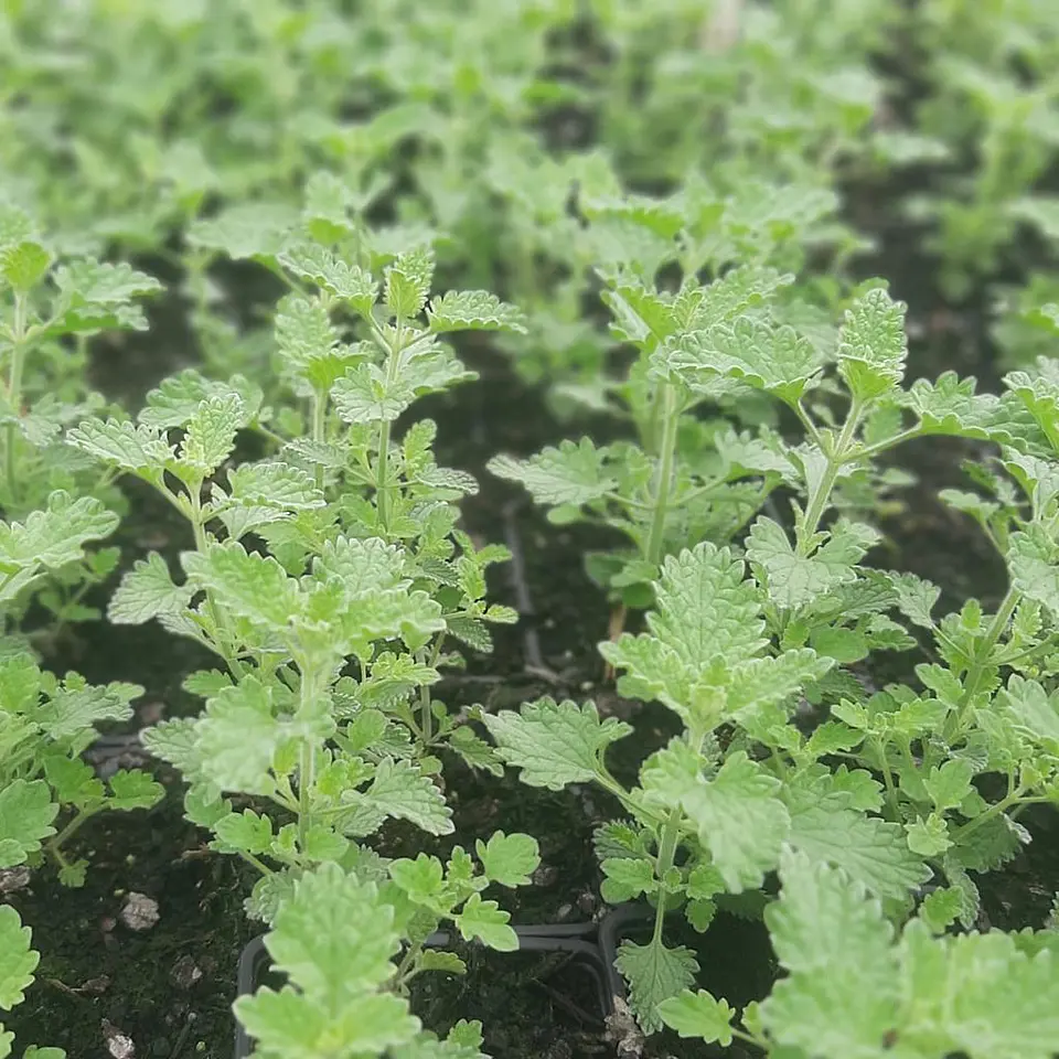 Nepeta Mussinii (5 unidades) 1