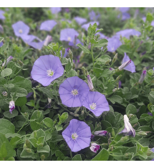 Convolvulus Sabiatus (5 unidades)